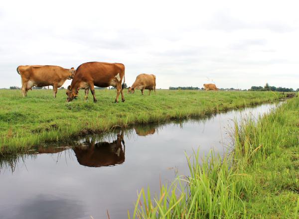 17-boeren-bij-hoog-water